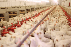 Peternak asal Gunung Kidul Sukses Ternak Ayam Kampung