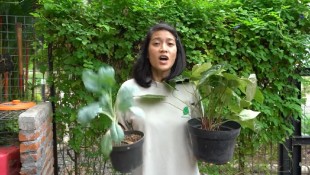 5 Tips Merawat Kebun saat Musim Hujan, Waspadai Tanaman Busuk