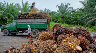 Minyak Sawit Bakal jadi BBM, Legislator: Transisi Energi Sebuah Keniscayaan