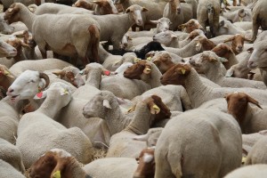 Tebar Hewan Kurban Efektif Tingkatkan Konsumsi Daging Mustahik
