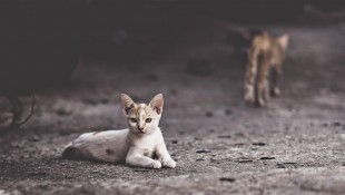Benarkah Pelihara Kucing Bikin Susah Hamil? Berikut Penjelasan Ahli