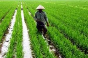 Nasibnya Memprihatinkan, Muhammadiyah Soroti Kebijakan Politik yang Tak Berpihak ke Petani