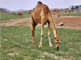 Gurun Gurun Antara Mekkah-Madinah Berubah Hijau dan Indah, Tapi Banyak Yang Memberi Arti Lain