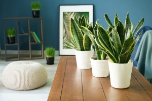Tips and Trick Memilih Tanaman Hias Indoor, Tak Hanya Estetik Tapi Juga Sehat