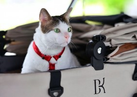 Bobby Kertanegara, Kucing Prabowo Raih Penghargaan Google sebagai Sosok Paling Dicari Sepanjang 2024