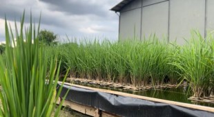 Apa Si Opung, Inovasi Pertanian Gerakan Indonesia Menanam atau Gerina yang Digagas Ustadz Adi Hidayat?