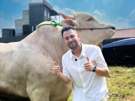 The Real Sultan, Raffi Ahmad Borong 5 Sapi Kurban Premium dari Irfan Hakim