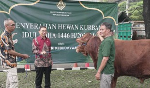 Kementerian Kebudayaan Serahkan Hewan Kurban Idul Adha 1446 H