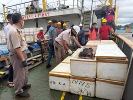 Karantina Sulawesi Utara Menahan 800 Kg Daging Celeng Tanpa Dokumen Di Pelabuhan Samudera Bitung