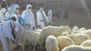 Kemenhaj Apresiasi Fatwa Muhammadiyah: Dam Boleh Disembelih di Tanah Air