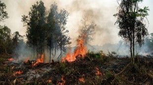 LSM Indonesia Berencana Tempuh Jalur Hukum terhadap Perusahaan Malaysia dan Singapura soal Kabut Asap