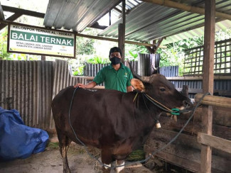 Kiat Peternak Mustahik Binaan BAZNAS Persiapkan Ternak Kurban