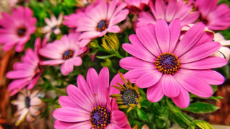 Rita Yuniza, Guru SMP Sukses Berbisnis dari Hobi Mengoleksi Tanaman Hias