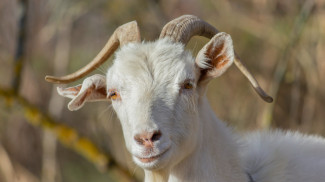 Pengusaha Hewan Qurban Optimistis Orang Beriman Tetap Beli
