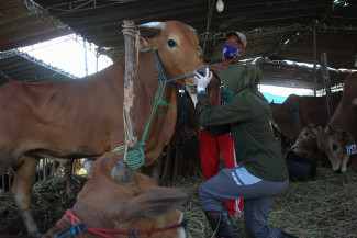 Adab dan Tata Cara Penyembelihan Hewan Qurban