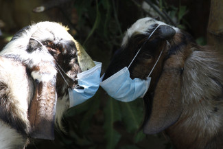 Panduan Penyembelihan Hewan Qurban di Masa Pandemi