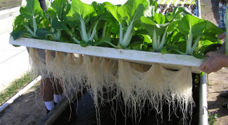 Jurus Bertanam Aquaponik, Panen Sayuran dan Ikan Sekaligus