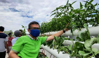 Solusi saat Pandemi Covid-19, Masjid Baitussalam Jadikan Atap Lahan Pertanian