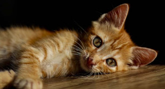 Kenali Tingkah Laku dan Kondisi Kucing dengan Aplikasi Ini