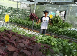 Kisah Sukses Petani Hidroponik yang Tembus Pasar Modern