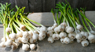 Bawang Putih Beli di Pasar Bisa Ditumbuhkan di Kebun, Yuk Coba