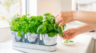 Tumbuhan Herbal Penggugah Selera untuk Taman Mungil di Dapur