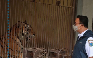 Dua Harimau Sumatera di Ragunan Sempat Terinfeksi Covid-19