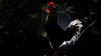 Mitos Ayam Berkokok di Malam Hari, Begini Anjuran Rasulullah