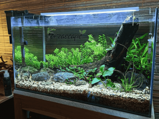 Modal Ikan Hias, Pemuda Asal Tuban Ini Kini Sukses Bisnis Toko Akuarium