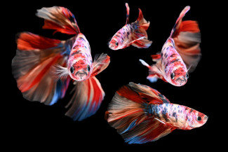 Presiden Optimis Bisnis Ikan Cupang Tetap Bertahan