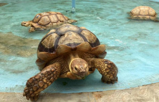 Hobi Pelihara Kura-kura, Kini Laku Rp1,3 Juta Per Ekor