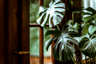 Budidaya Janda Bolong dengan Cangkok Akar Udara