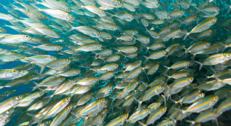 Cegah Penyusutan Populasi Ikan Selar Bentong, KKP Terjun Langsung ke Laut Natuna
