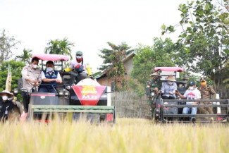 Meski Pandemi, Kelompok Tani di Banyuasin Hasilkan 7,3 Ton Gabah Per Hektar