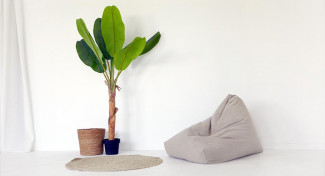 Mengenal Pohon Instan, Pilihan Praktis Menikmati Hasil Pohon dalam Waktu Singkat