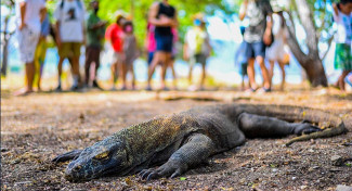 Sandiaga Uno Pastikan Perbaikan Fasilitas di Taman Nasional Komodo Aman