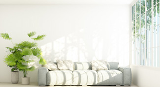 Palem dalam Ruang, Elok sekaligus Bikin Udara Bersih