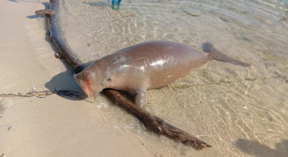Dugong Terdampar di Toli-Toli, KKP Turun Tangan