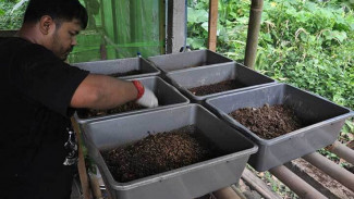 Keuntungan Budidaya Maggot, Alternatif Pengolahan Sampah Organik