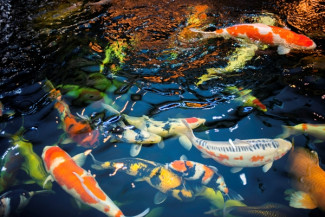 Mantan Jurnalis Ini Sukses Hasilkan Puluhan Juta dari Budidaya Ikan Mas Koki