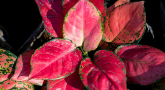Kiat Merawat Aglonema Merah Tak Berubah Jadi Hijau