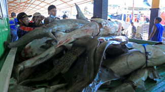 Ekspor Perikanan Indonesia Meningkat di Masa Pandemi