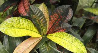 Tips Selamatkan Tanaman Hias yang Alami Busuk Akar