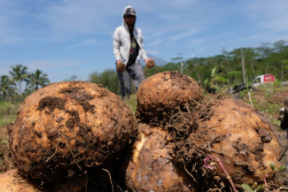 Curhat Ceria Petani Milenial soal Prospek Cerah Porang, 3 Tahun Beli Mobil