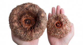 Diminta Presiden Serius Digarap, Porang Miliki Segudang Manfaat