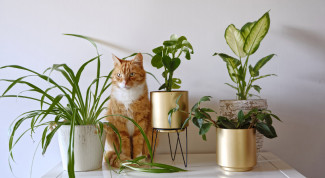 7 Tanaman Hias Ini Cocok untuk Dekorasi Ruang Mungil