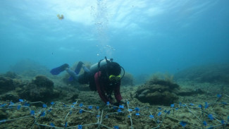Komunitas Dolphin Diving Club Dukung Pemulihan Ekologi Spermonde