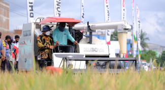 Meningkat, Hasil Panen Sidrap Sulsel 6, 27 Ton per Hektar