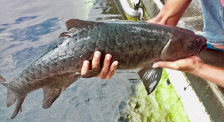 Potensi Besar, Kampung Ikan Dewa di Sumedang Jawa Barat Mulai Dirintis