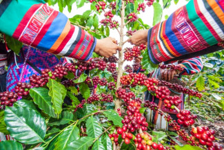 Kopi Sipirok Sambut Hangat Event Specialty Coffee Expo 2021